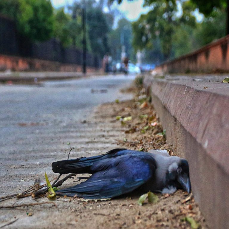 Bird flu confirmed in Delhi: Officials