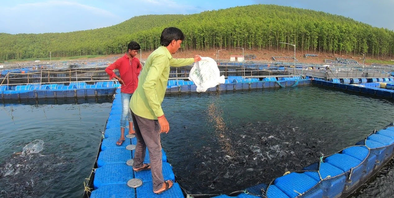 fish farming business