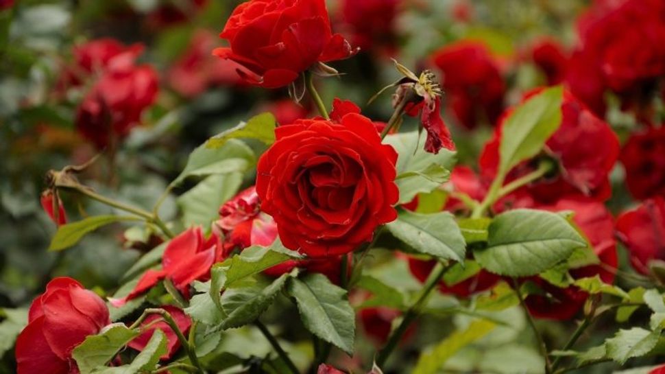 Rose Plant Newsstore24