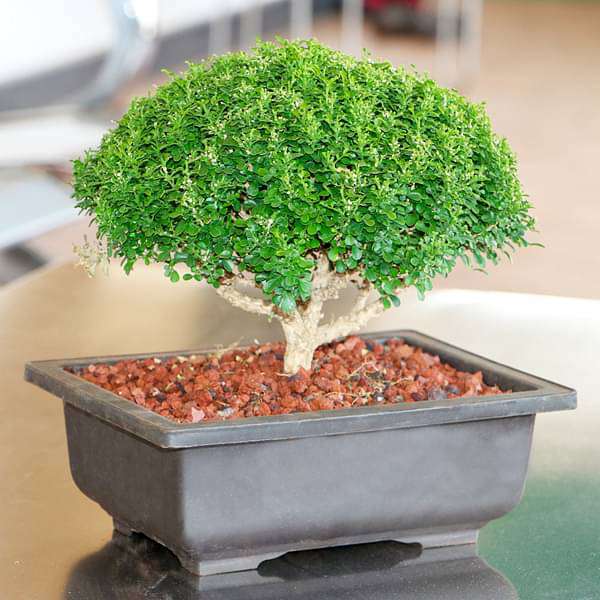 bonsai plant