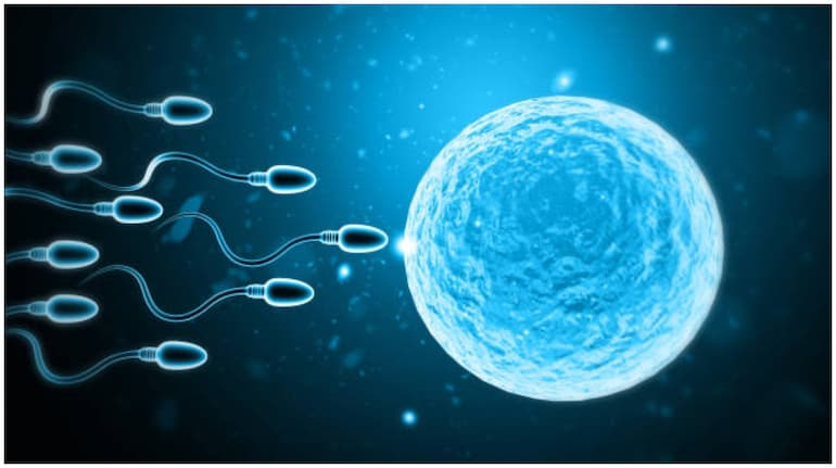sperm race