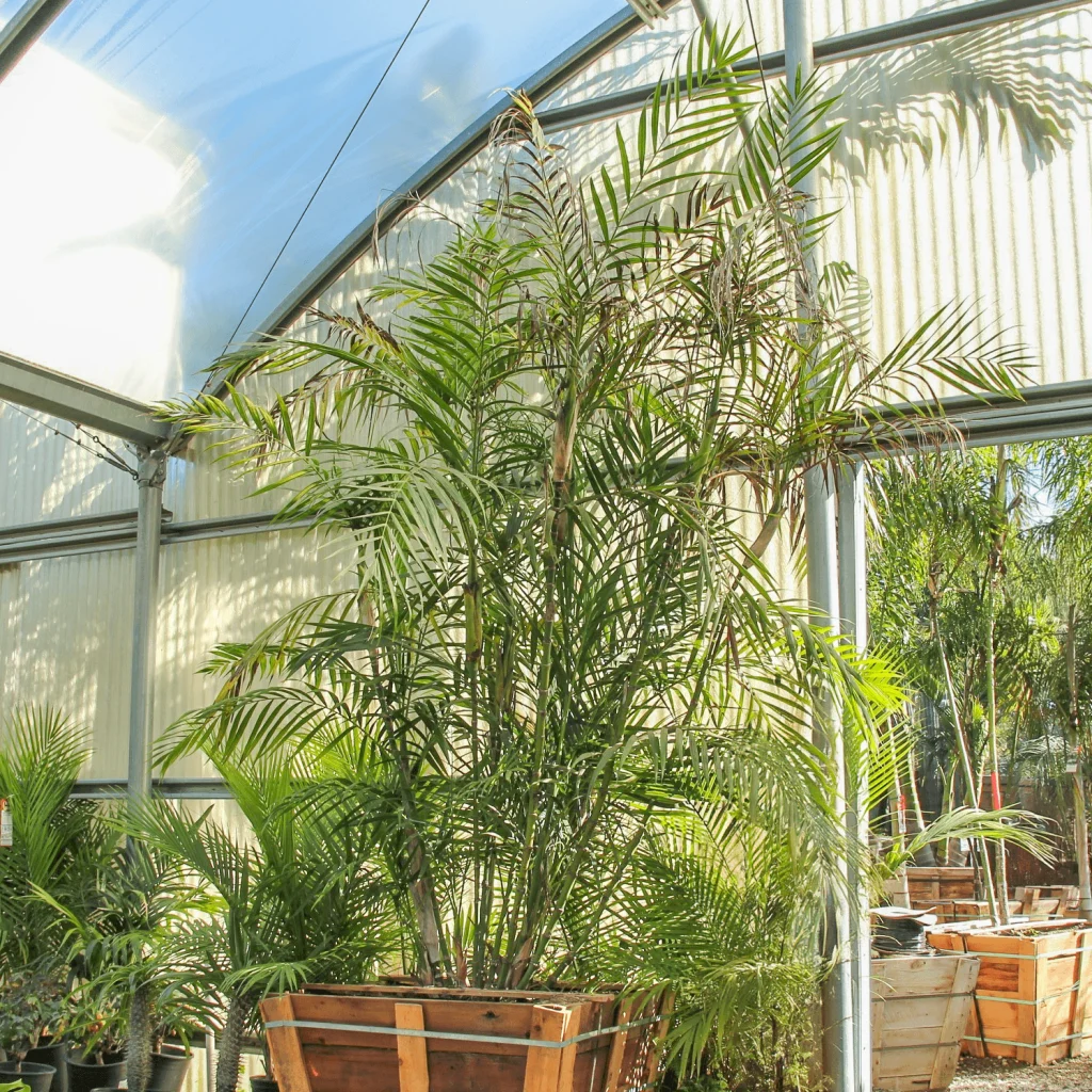 Bamboo Palms