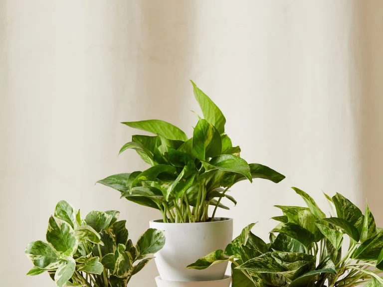 Indoor Plants That Elevate Living Room Style
