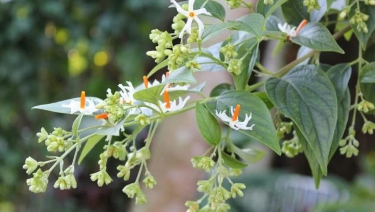 This leaf fights diabetes, hair loss naturally.