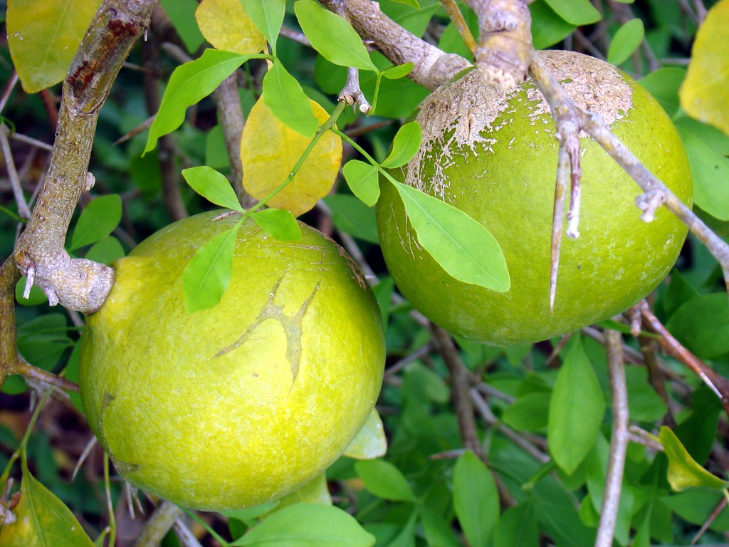 Bael's vitamins and antioxidants shield the skin from harmful free radicals.