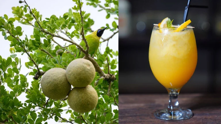 Bael Sherbet: Summer's Cool, Healthy Drink