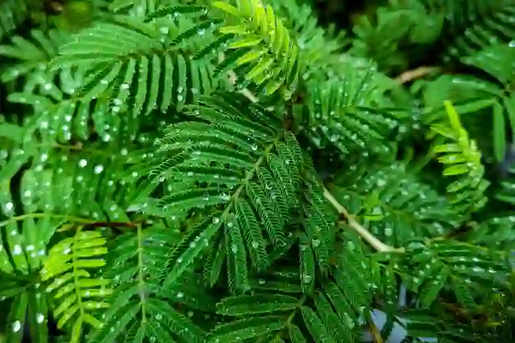 Vijayadashmi Shami Puja